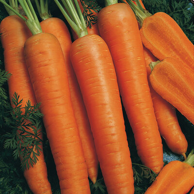 Carottes lavées