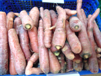 Carottes rouges