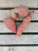 Patate douce