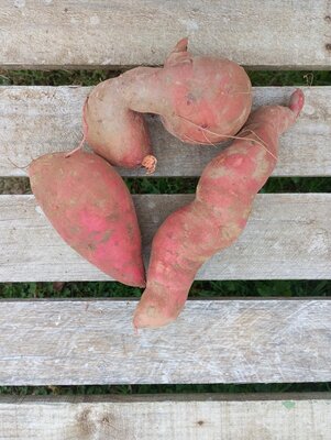 Patate douce