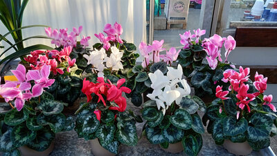 Cyclamen pot de 15cm