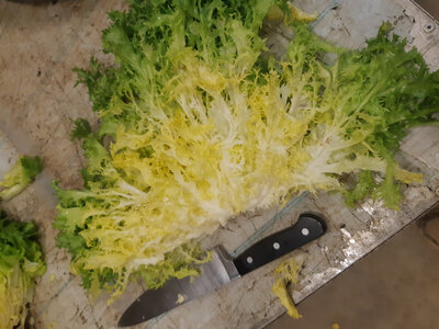 Salade frisée
