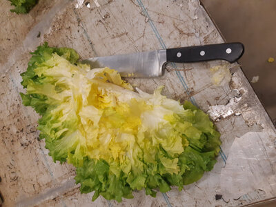 Salade scarole