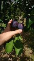 Confiture extra de prune violette