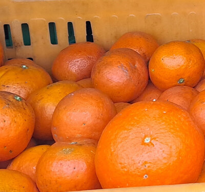 Mandarines clemenvilla bio