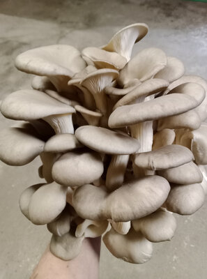 Pleurote gris
