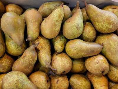 Poire roxalana