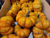 Courge sweet lightning