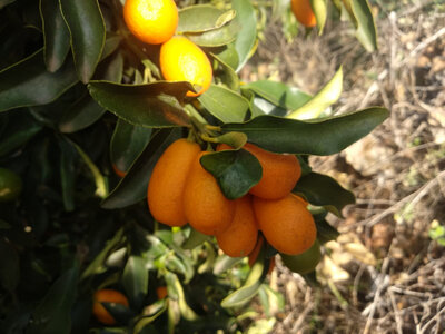 Kumquat bio