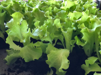 Plant de batavia par 12