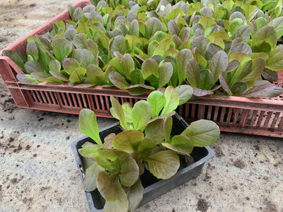 Plant de laitue rouge 12