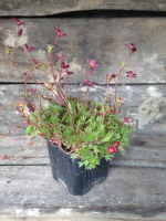 Plante vivace : saxifrage godet
