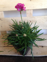 Plante vivace: arméria/gazon d'espagne/godet