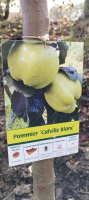 Pommier calville blanc demi tige racine nue