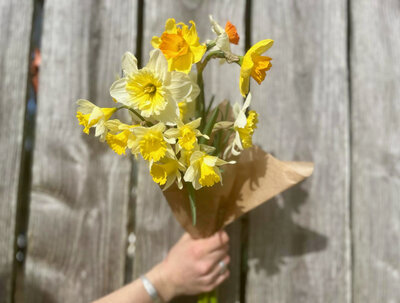Fleurs - narcisses