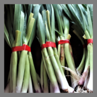 Aillet frais en botte