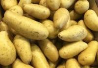 Pomme de terre agata