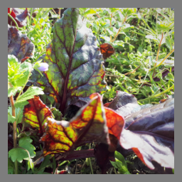 Betterave primeur fane bio
