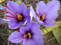 Crocus à safran