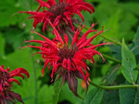 Monarde didyma