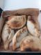 Empanadas lot x12 n° 5 - image 6