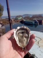Huîtres spéciales méditerranée