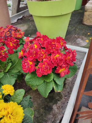 Primevères fleurs double rouge
