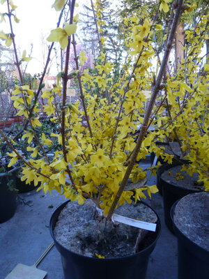 Forsythia 'lynwood'