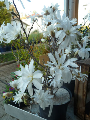Magnolia étoilé