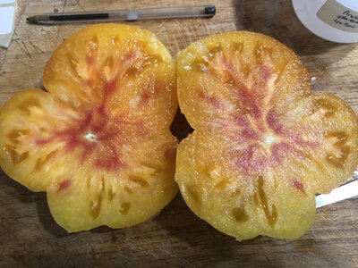 Tomate ananas jaune (plant)