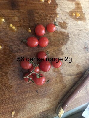 Tomate cerise rouge (plant)