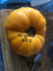 Tomate tangerine-(plant) - image 2