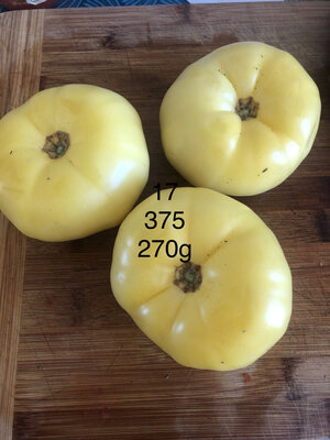 Tomate beauté blanche-(plant)