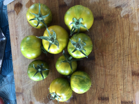 Tomate green zebra-(plant)