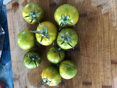 Tomate green zebra-(plant)