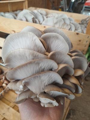 Pleurotes grises