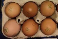 Oeufs fermiers permacole