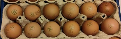 Oeufs fermiers permacole