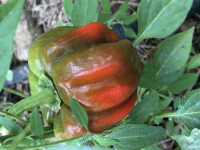 Poivron ampuis-(plant)