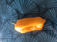 Poivron petit marseillais-(plant)