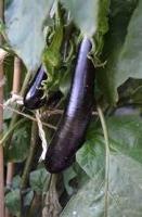 Aubergine de barbantane (plant)