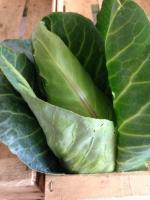 Chou pointu de printemps