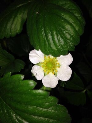Plant fraisier gariguette unité