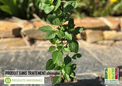 Plant aromatique basilic osmin