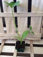 Plant courgette
