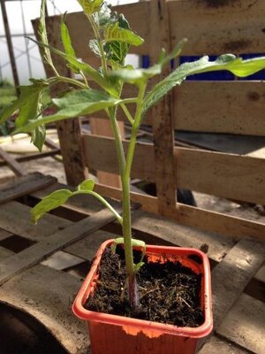 Plant de tomate variété cerise