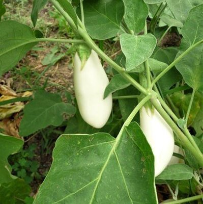 Aubergine blanche (plant)