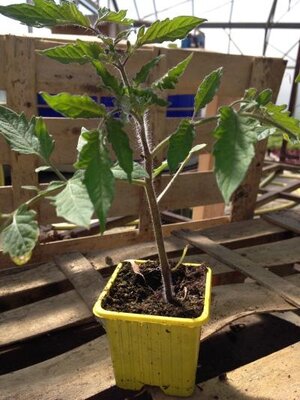 Plant de tomate variété cœur de bœuf