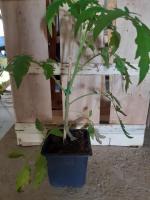 Plant godet - de tomate greffée cœur de bœuf