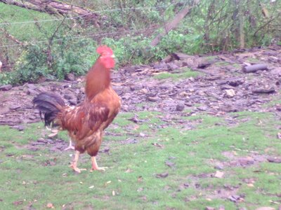 Coq fermier